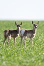 A family of Pronghorn Antelope on the Prairies Royalty Free Stock Photo