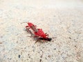 FAMILY PYRRHOCORIDAE AND LARGIDAE: RED BUGS, RED STAINERS, GIANT Royalty Free Stock Photo