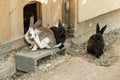 A family of rabbits on a farm, one rabbit scratches its face with its paw. Breeding rabbits. Royalty Free Stock Photo
