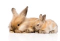 Family of rabbits. isolated on white background Royalty Free Stock Photo