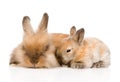 Family of rabbits. isolated on white background Royalty Free Stock Photo