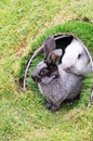 two cute rabbits peek out of the hole outside and eat green grass, fluffy pet Royalty Free Stock Photo