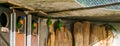 Family of rainbow lorikeet parrots in the aviary, colorful birds from Australia Royalty Free Stock Photo