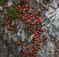 Family red bugs on the bark of a tree