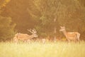 Family of red deer grazing on green field at sunset in summer Royalty Free Stock Photo