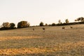 red deer in a field in Guadalajara, Spain, during the rutting season, Royalty Free Stock Photo