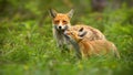 Family of red fox mother and young cub touching with noses in nature