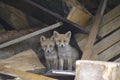 Family of red foxes playing near the burrow.