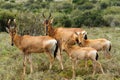 The Family - Red Harte-beest - Alcelaphus buselaphus caama