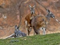 Family of Red Kangaroo, Macropus rufus, on pasture Royalty Free Stock Photo