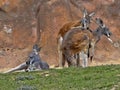 Family of Red Kangaroo, Macropus rufus, on pasture Royalty Free Stock Photo