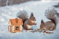 Family of red wild squirrels eating nuts and seeds from a feeder on the snow in the park in winter, wild animals
