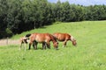 A family of red workhorses grazes on lush green grass. Stallions and adult traction horses. Animal husbandry and farming. Educatio