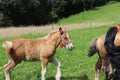 A family of red workhorses grazes on lush green grass. Stallions and adult traction horses. Animal husbandry and farming. Educatio