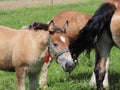 A family of red workhorses grazes on lush green grass. Stallions and adult traction horses. Animal husbandry and farming. Educatio