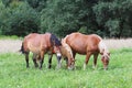 A family of red workhorses grazes on lush green grass. Stallions and adult traction horses. Animal husbandry and farming. Educatio