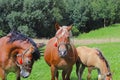 A family of red workhorses grazes on lush green grass. Stallions and adult traction horses. Animal husbandry and farming. Educatio