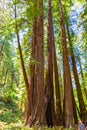 A family of redwoods at a Redwoods forest at Muir Woods National Monument, Mill Valley, California