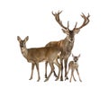 Family of reed dear. Male, Doe and fawn, isolated