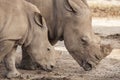 Family of rhino Royalty Free Stock Photo