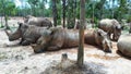 Family of rhinos, father, mother and baby in a South African park enjoing a mud puddle, close view Royalty Free Stock Photo