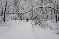 family rides cross-country skiing view from the back Royalty Free Stock Photo