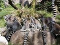 Family Ring-tailed Lemur, Lemur Catta, with pups
