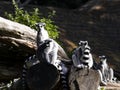 family, Ring-tailed Lemur, Lemur catta, sits on a trunk and observes the surroundings