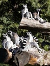 family, Ring-tailed Lemur, Lemur catta, sits on a trunk and observes the surroundings