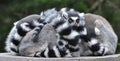 Family of Ring-tailed Lemurs Royalty Free Stock Photo