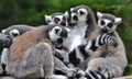 Family of Ring-tailed Lemurs