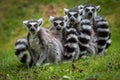Family of Ring Tailed Lemurs posing for pictures Royalty Free Stock Photo