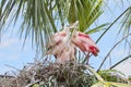 Family Of Roseate Spoonbills On The Nest Royalty Free Stock Photo