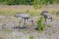 Family Of Sandhill Cranes Scavenging For Food Royalty Free Stock Photo