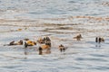 A group of sea otters laying in the ocean Kelp.