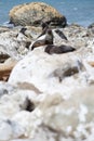Seals in Kaikoura, New Zealand. Royalty Free Stock Photo