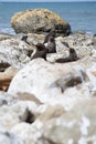 Seals in Kaikoura, New Zealand. Royalty Free Stock Photo