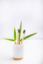 A family set of two wooden toothbrushes standing with fresh bamboo leaves in white fluted holder with bamboo basis on