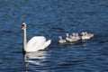 The Magnificent Seven: Family of Mute Swan Cygnets with their Mother