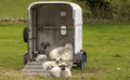 Family of sheep sheltering in a horse box