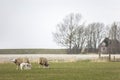 Family of sheep with young lambs grazing in the meadow, eating fresh spring grass Royalty Free Stock Photo