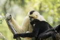 Family of sia mang gibbon on tree branch Royalty Free Stock Photo