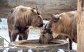 Family of sichuan takin drinking water