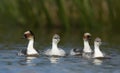 A family of Silvery Grebes swimming in a lake