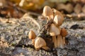 Family of small porcini mushrooms Psathyrella near a dry tree. Conditionally edible mushrooms Royalty Free Stock Photo