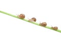 Family of snail climbing