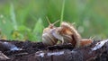 Family of snails. Bacchanalia at the evening dawn.One day, on a May day.