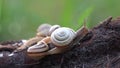 Family of snails. Bacchanalia at the evening dawn.One day, on a May day.