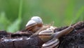 Family of snails. Bacchanalia at the evening dawn.One day, on a May day.