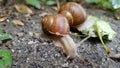 Family of snails with a nice little snail on the shell Royalty Free Stock Photo
